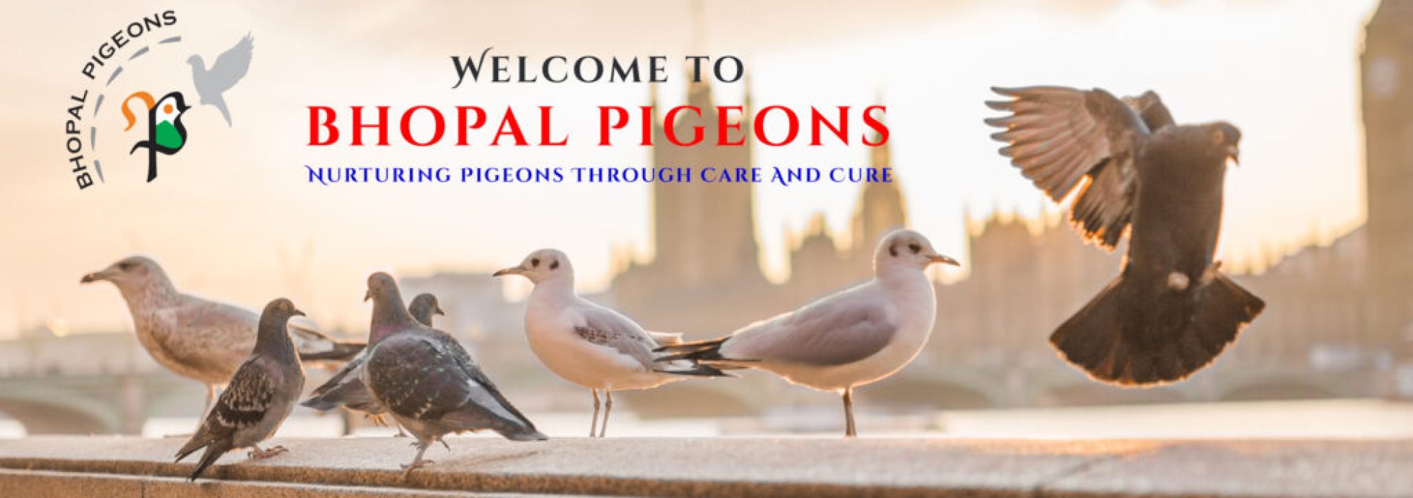 India's No 1 Pigeon Supplements Company