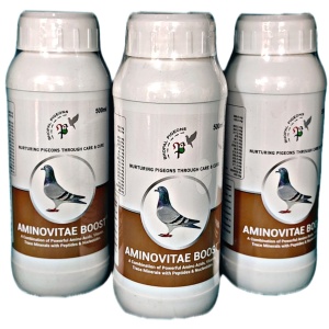 Recover Pigeons with